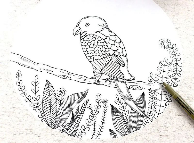枝头上的鹦鹉少儿绘画教程