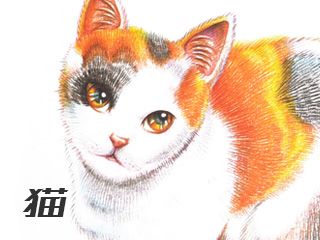 手绘彩色铅笔教程之高贵优雅《猫》1